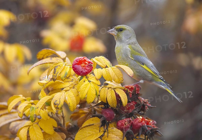 European Greenfinch (Chloris chloris), Mecklenburg-Western Pomerania, Germany, Europe