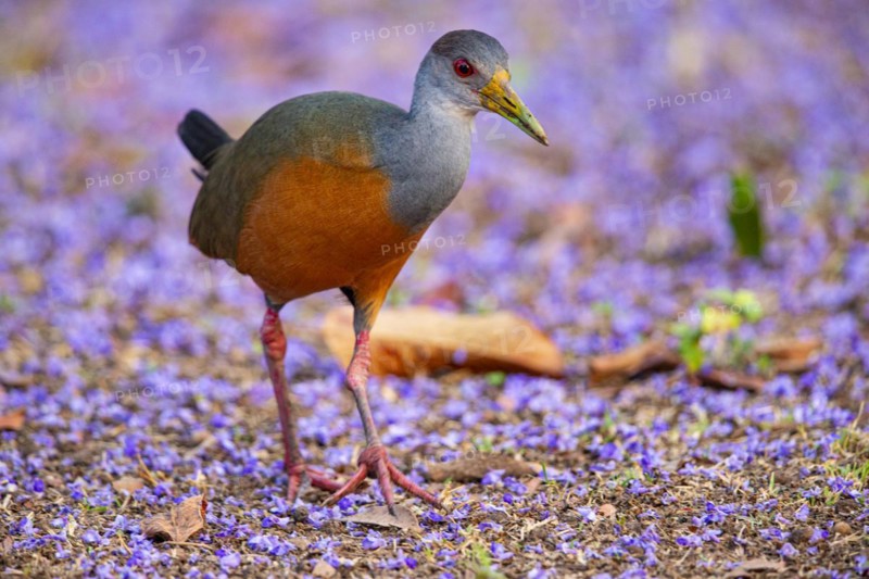 Grey-necked wood rail (Aramides cajanea) Pantanal Brazil
