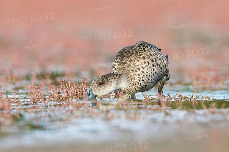 Grey Teal (Anas gracilis) feeding, Victoria, Australia, Oceania