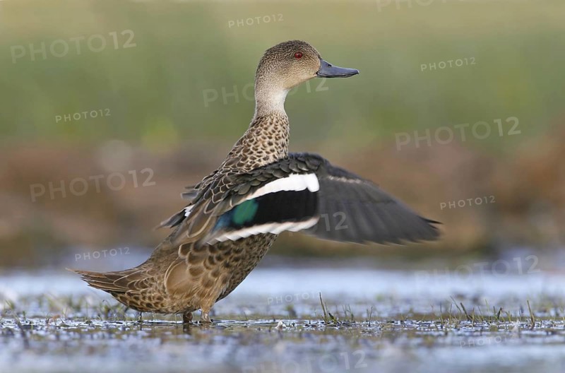 Grey Teal (Anas gracilis), Victoria, Australia, Oceania