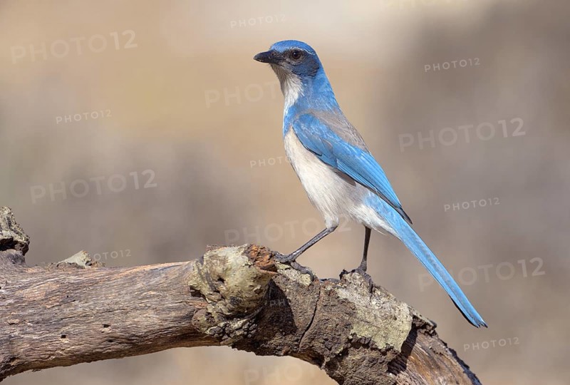 Western Scrub Jay (Aphelocoma californica) - California
