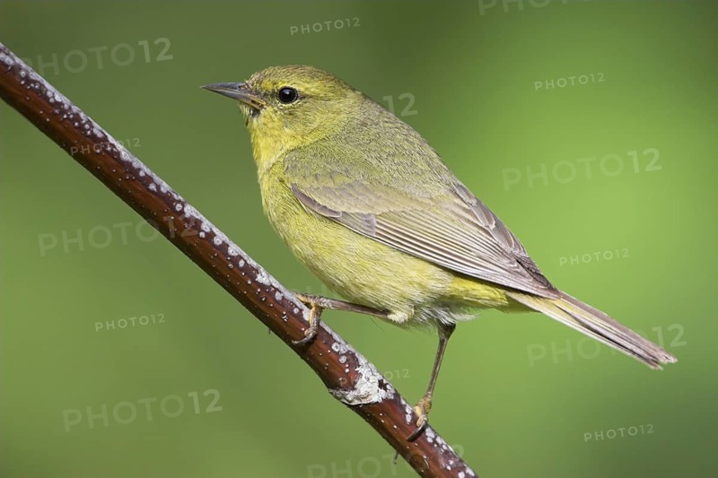 Orange-crowned Warbler (Leiothlypis celata), British Columbia, Canada, North America