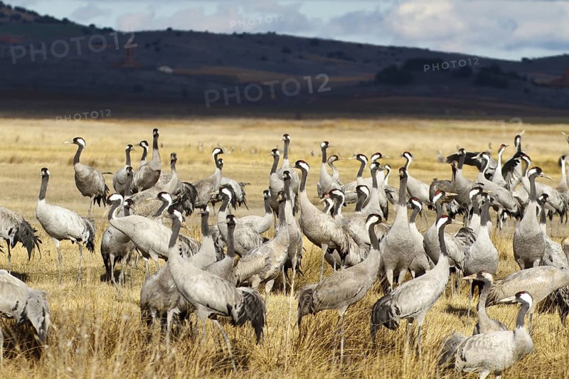 Common Crane (Grus grus), Laguna de Gallocanta, Spain, Europe