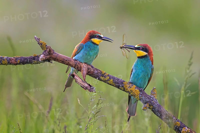 European Bee-eater (Merops apiaster) pair displaying, perched on a branch, Saxony-Anhalt, Germany, Europe