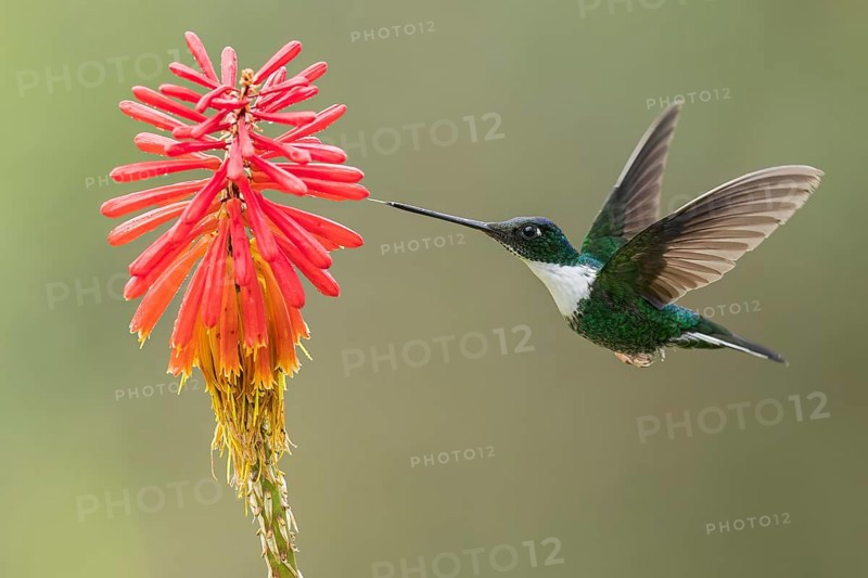 Collared Inca (Coeligena torquata) feeding at a flower in Colombia, South America