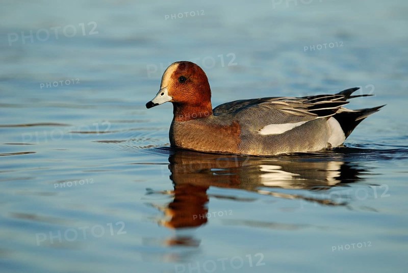 Eurasian Wigeon (Mareca penelope) male, Arizona, USA, North America
