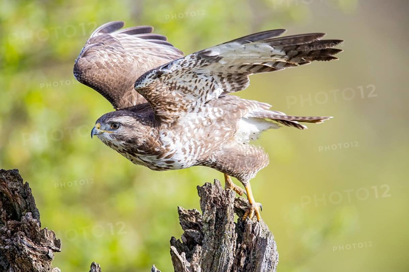 Common buzzard (Buteo buteo) Germany