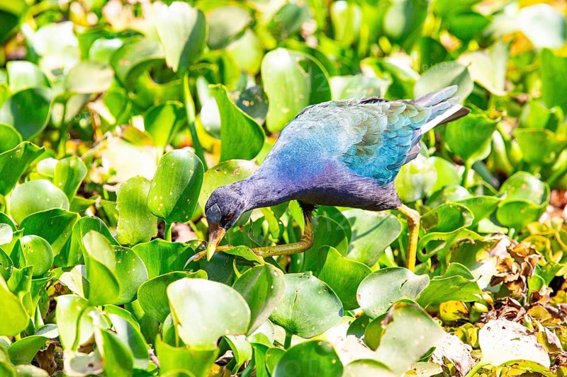 American purple gallinule (Porphyrio martinicus) Pantanal Brazil
