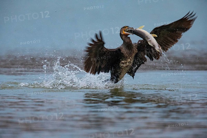 Cormorant (Phalacrocorax carbo) catching fish Germany