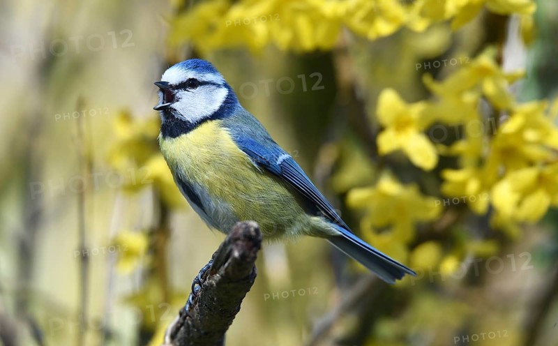 Blue Tit (Cyanistes caeruleus), sitting in the Forsythia, (Forsythia × intermedia Zabel)
