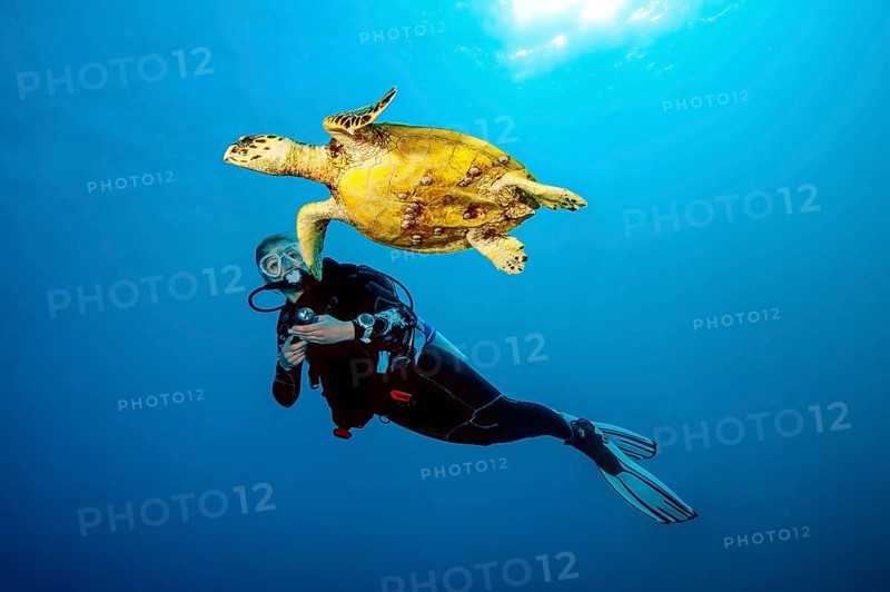 Underwater photo of diver swimming close to observed looking at Hawksbill sea turtle (Eretmochelys imbricata), Red Sea, Egypt, Africa