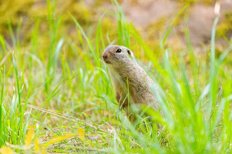 European ground squirrel (Spermophilus citellus) on a meadwo, Bavaria, Germany, Europe