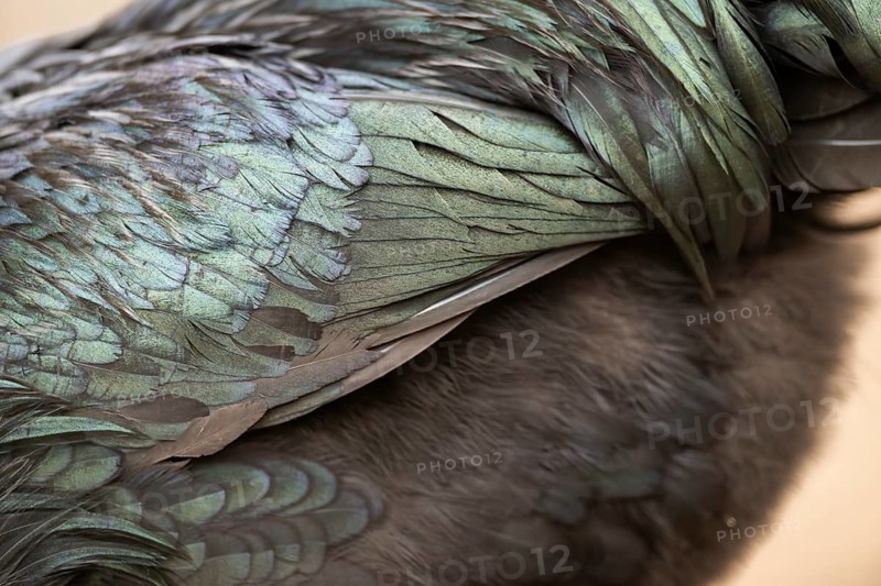 Ayam Cemani, Domestic Chicken (Gallus gallus domesticus), feathers, detail, black, Bavaria, Germany, Europe
