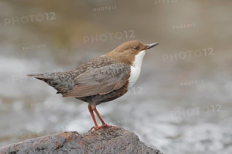 White-throated Dipper (Cinclus cinclus) on a stone on the bank of a river, wildlife, nature photography, songbird, Ochsenmoor, Dümmer See, Lower Saxony, Germany, Europe