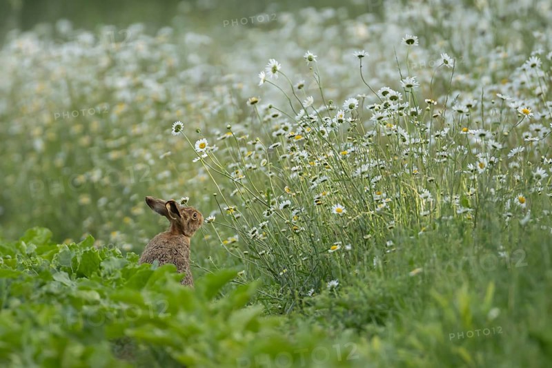 European brown hare (Lepus europaeus) adult animal on the edge of a farmland sugar beet field surrounded with flowering Oxeye daisies, England, United Kingdom, Europe