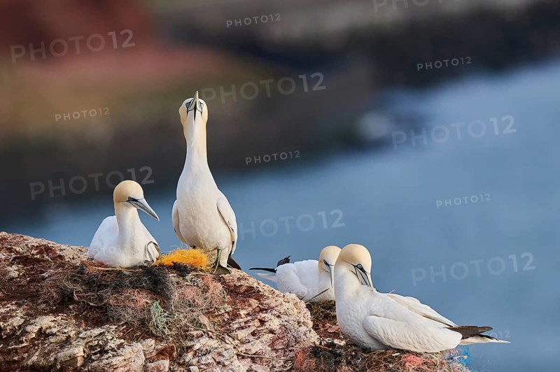 Northern gannet (Morus bassanus) standing on the cliff in the colony with the sea in the background, wildlife, Helgoland, Germany, Europe