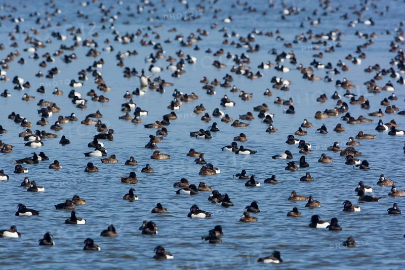 Greater Scaup & Tufted Duck (Aythya marila & Aythya fuligula) huge group on a lake, Mecklenburg-Western Pomerania, Germany, Europe
