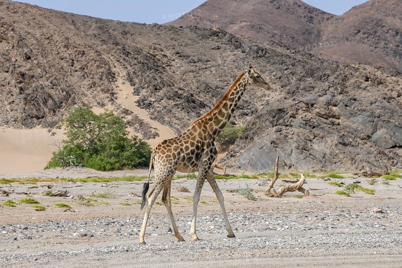 Angola giraffe (Giraffa camelopardalis angolensis) in the Hoanib dry river, Kaokoveld, Kunene region, Namibia, Africa