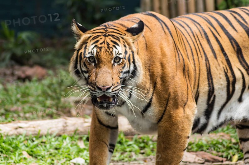 Waiting tiger in a zoo in malaysia