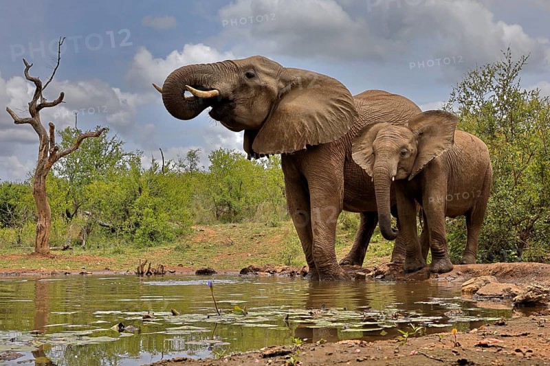 African elephant (Loxodonta africana), adult, bull, male, young, bull with young, at the water, drinking, Kruger National Park, Kruger National Park, South Africa, Africa