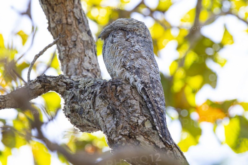 Great potoo (Nyctibius grandis) Pantanal Brazil