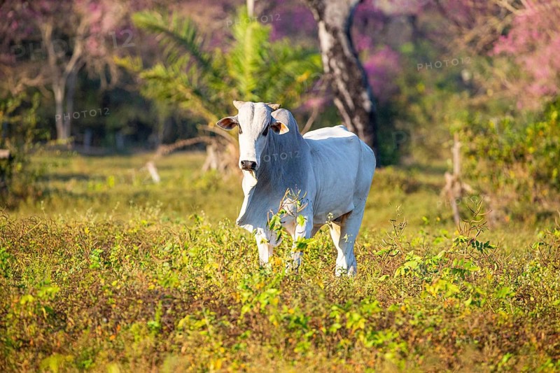 Brahminy cattle (Bos primigenius indicus) Pantanal Brazil