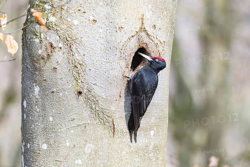 Black woodpecker (Dryocopus martius) ml Germany