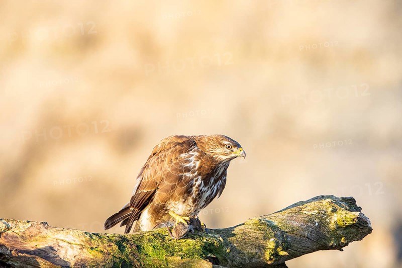 Common buzzard (Buteo buteo) Germany