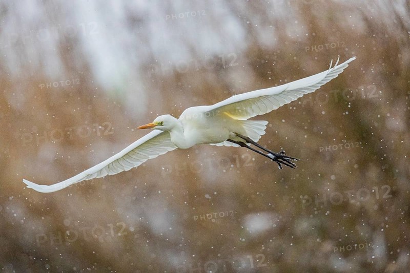 Great White Egret (Egretta alba) Germany