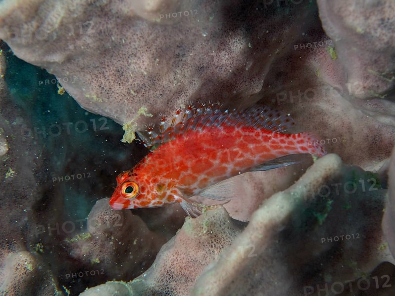 Bright red fish, Coral hawkfish (Cirrhitichthys oxycephalus) resting on a sea sponge, dive site Twin Reef, Penyapangan, Bali, Indonesia, Asia
