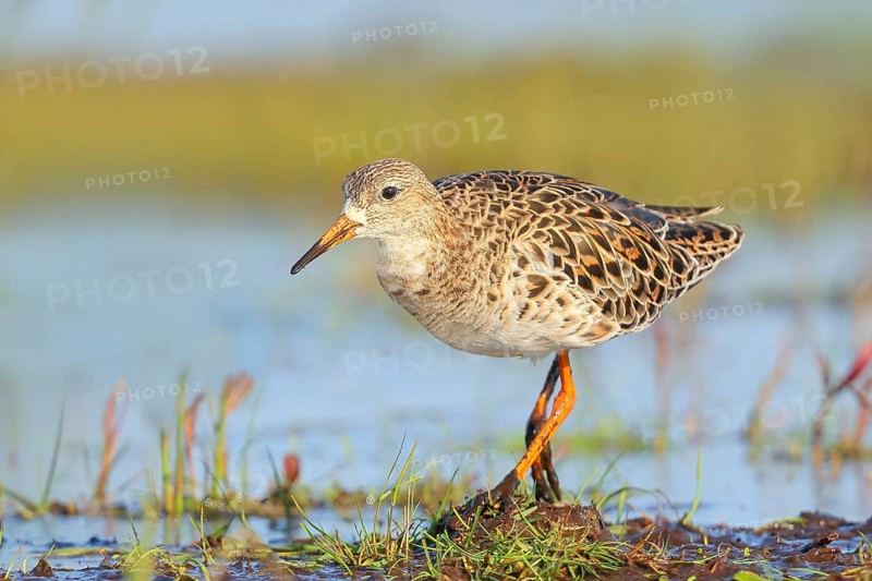 Ruff, (Philomachus pugnax), female searching for food on a moor, wildlife, animals, birds, snipe family, spring, Hüde, Ochsenmoor, Dümmer See, Hüde, Lower Saxony, Germany, Europe
