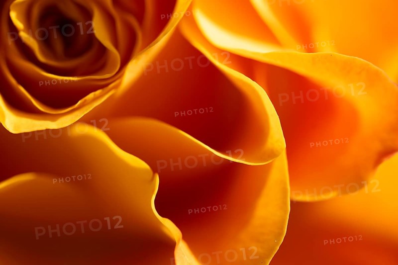 Yellow-orange blossom of a rose (Rosa)