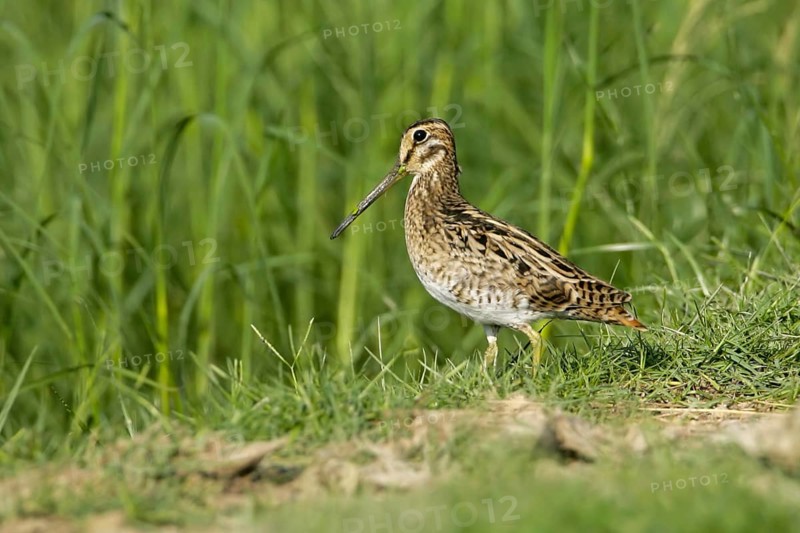 Pin-tailed Snipe (Gallinago stenura), Thailand, Asia