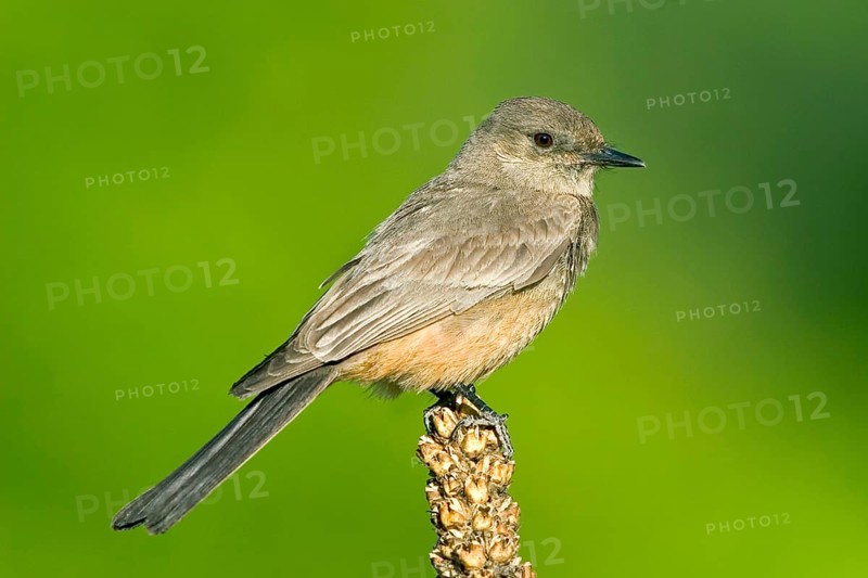 Say's Phoebe Sayornis saya Chiricahua Mountains, Cochise County, Arizona, United States 6 June Adult Tyrannidae