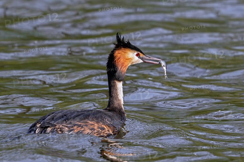 Great crested grebe (Podiceps cristatus) adult in breeding plumage eating fish while swimming in pond in spring