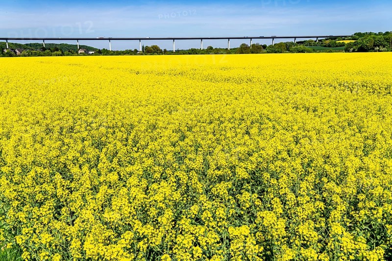 The Mintard Bridge, motorway bridge over the Ruhr between Essen-Kettwig and Mülheim an der Ruhr, spring, rape fields in full bloom, Ruhrauen near Mülheim-Mintard, North Rhine-Westphalia, Germany, Europe
