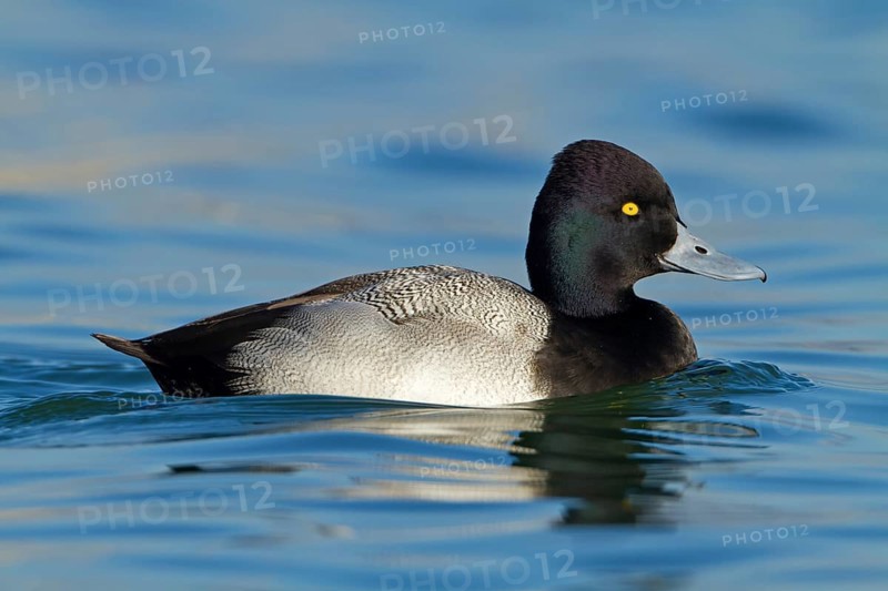 Lesser Scaup (Aythya affinis) male, Baden-Wuerttemberg, Germany, Europe