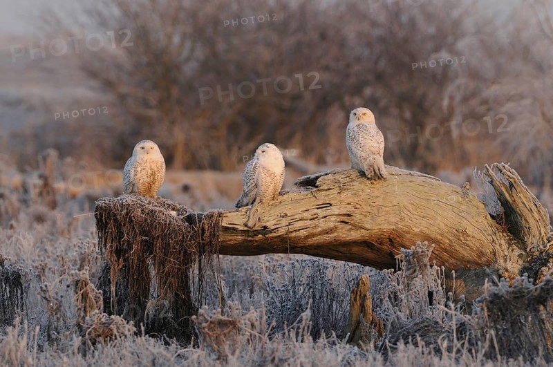 Snowy Owl (Bubo scandiacus), British Columbia, Canada, North America