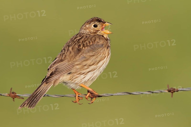 Corn Bunting (Emberiza calandra) singing, Extremadura, Spain, Europe