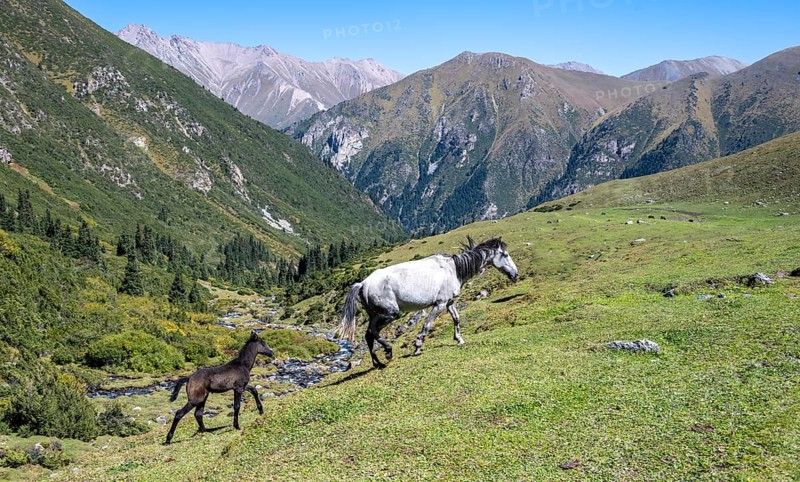 Horses with foals, Keldike Valley on the way to the Ala Kul Pass, Tien Shan Mountains, Kyrgyzstan, Asia