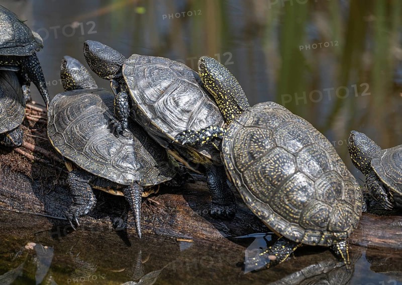 European pond turtles (Emys orbicularis), on a tree trunk, Germany, Europe