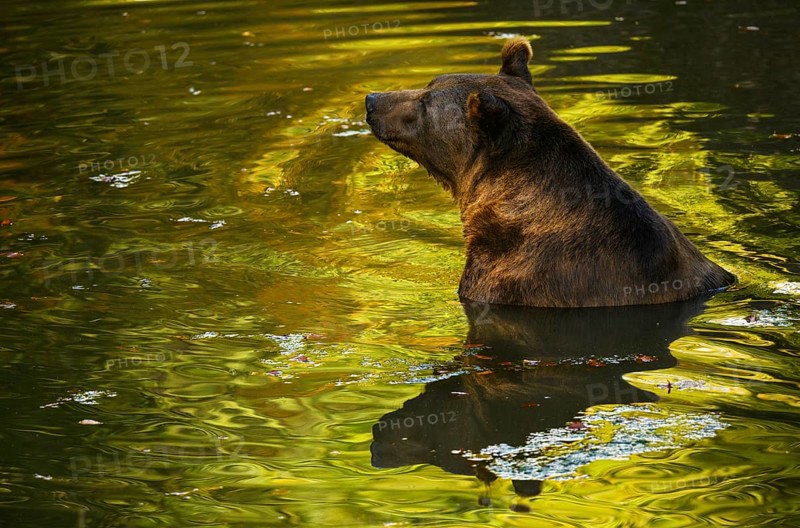 Brown bear (Ursus arctos) bathing, captive, Neuschönau enclosure, Bavarian Forest National Park, Bavaria, Germany, Europe