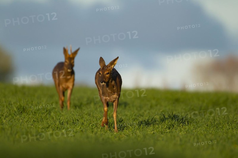 Roe deer (Capreolus capreolus) adult male buck and female doe walking through a springtime cereal crop, Suffolk, England, United Kingdom, Europe