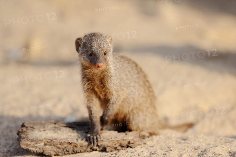 Banded mongoose (Mungos mungo), juvenile, captive, occurrence in Africa