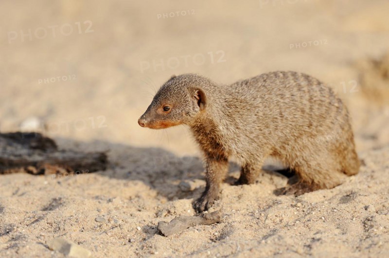 Banded mongoose (Mungos mungo), juvenile, captive, occurrence in Africa