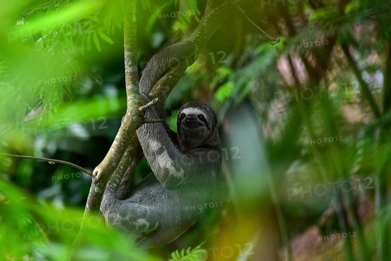 Brown-throated sloth (Bradypus variegatus), through blurred foliage on a branch, Tambopata National Park, Puerto Maldonado, Peru, South America