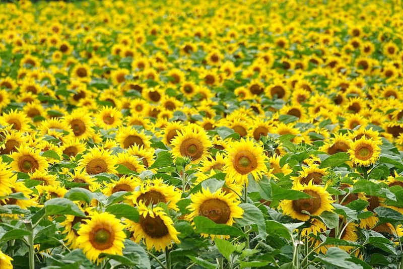 Picturesque sunflowers, July, Germany, Europe