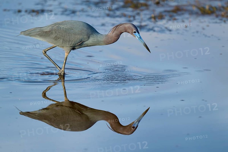 Great Blue Heron (Egretta caerulea), Black Point Wildlife Drive, Titusville, Florida, USA, North America