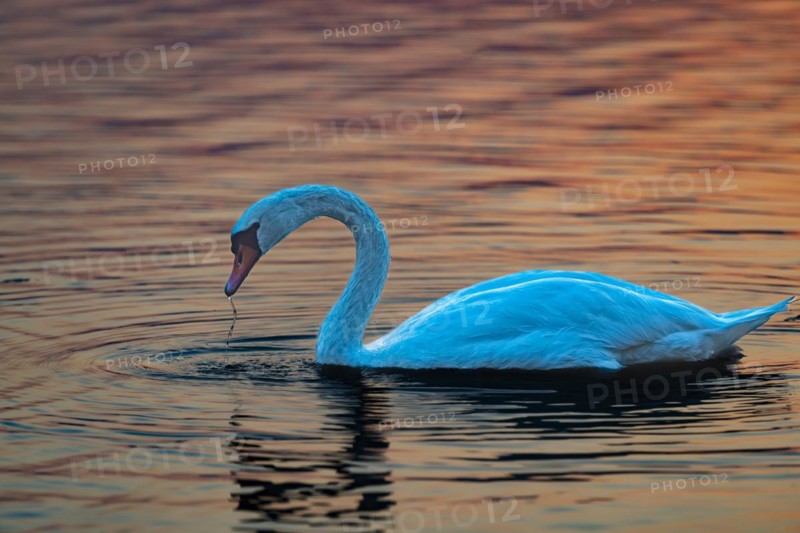 Mute swan (Cygnus olor), sunrise, Hopfensee, near Füssen, Ostallgäu, Allgäu, Upper Swabia, Swabia, Bavaria, Germany, Europe