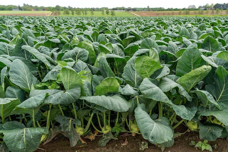 Field with kohlrabi plants, kohlrabi tubers, North Rhine-Westphalia, Germany, Europe